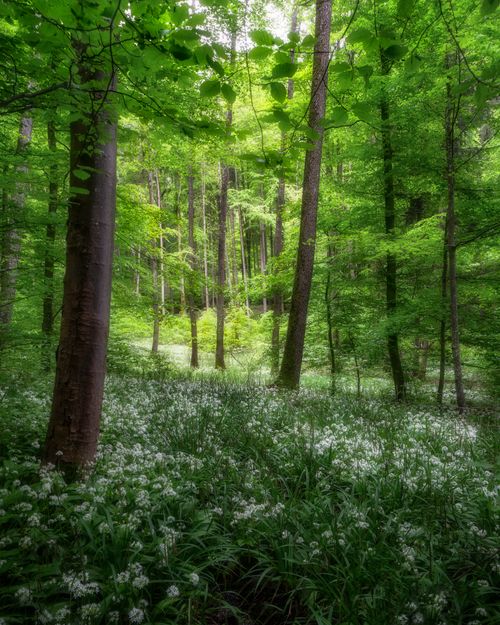 春の森林に咲く白い花の風景